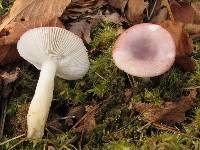 Russula fragilis image