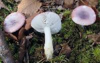 Russula fragilis image