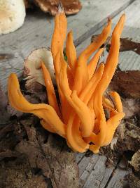 Clavulinopsis aurantiocinnabarina image