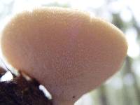 Polyporus craterellus image