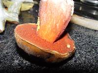 Boletus erythropus image