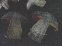 Boletus erythropus image