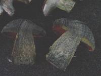 Boletus erythropus image