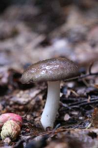 Russula cyanoxantha image