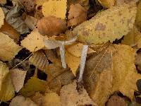 Mycena polygramma image