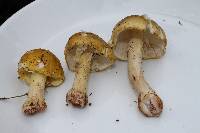 Amanita flavorubens image