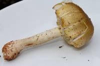 Amanita flavorubens image