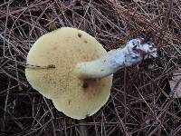 Suillus brevipes image