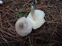 Tricholoma scalpturatum image