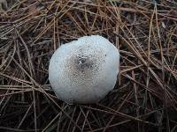 Tricholoma scalpturatum image