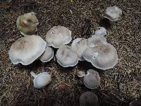 Tricholoma scalpturatum image