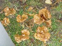 Paxillus involutus image