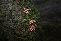 Fomitopsis cajanderi image