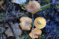 Hygrophoropsis aurantiaca image