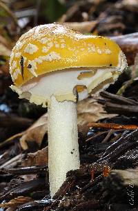 Amanita muscaria var. formosa image