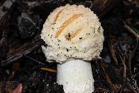 Amanita muscaria var. formosa image