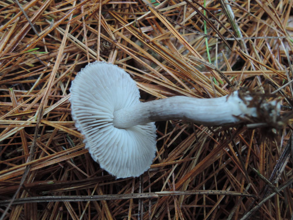 Tricholoma atrosquamosum image