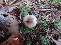 Hygrophorus agathosmus image