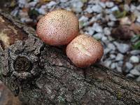 Gymnopilus pulchrifolius image