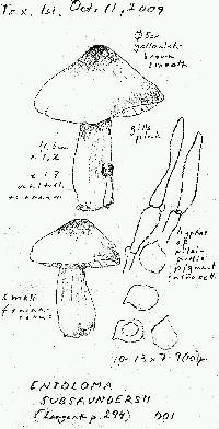 Entoloma subsaundersii image