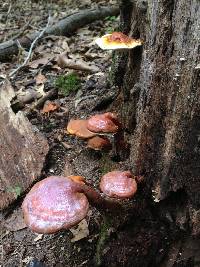 Ganoderma curtisii image
