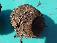 Rhizopogon colossus image