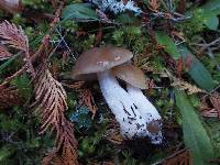 Entoloma subsaundersii image