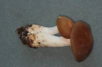 Entoloma subsaundersii image