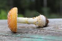 Amanita persicina image