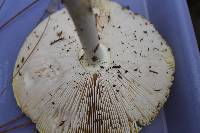 Amanita persicina image