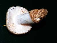 Amanita silvicola image