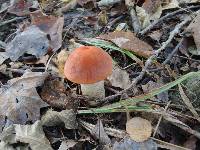 Leccinum albostipitatum image