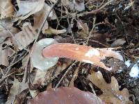 Austroboletus gracilis image