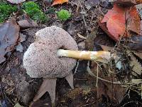 Austroboletus gracilis var. flavipes image