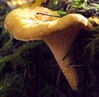 Cantharellus formosus image