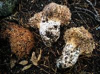 Ramaria rubrievanescens image