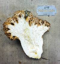 Ramaria rubrievanescens image