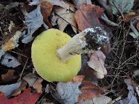 Boletus chippewaensis image