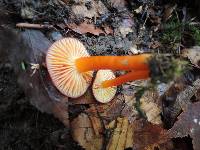 Hygrocybe miniata image