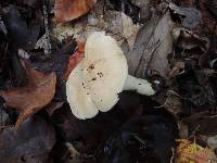 Hygrocybe pratensis var. pallida image