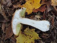 Boletus nobilis image