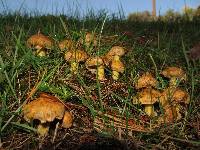 Suillus americanus image
