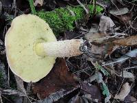 Boletus subglabripes image