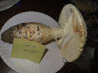 Amanita ravenelii image