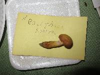 Boletus roxanae image