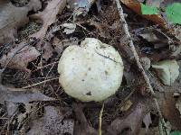 Suillus viscidus image