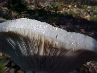 Lactarius controversus image