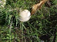 Clitocybe rivulosa image