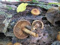 Pholiota squarrosoides image