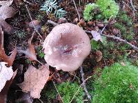 Lactarius mucidus image